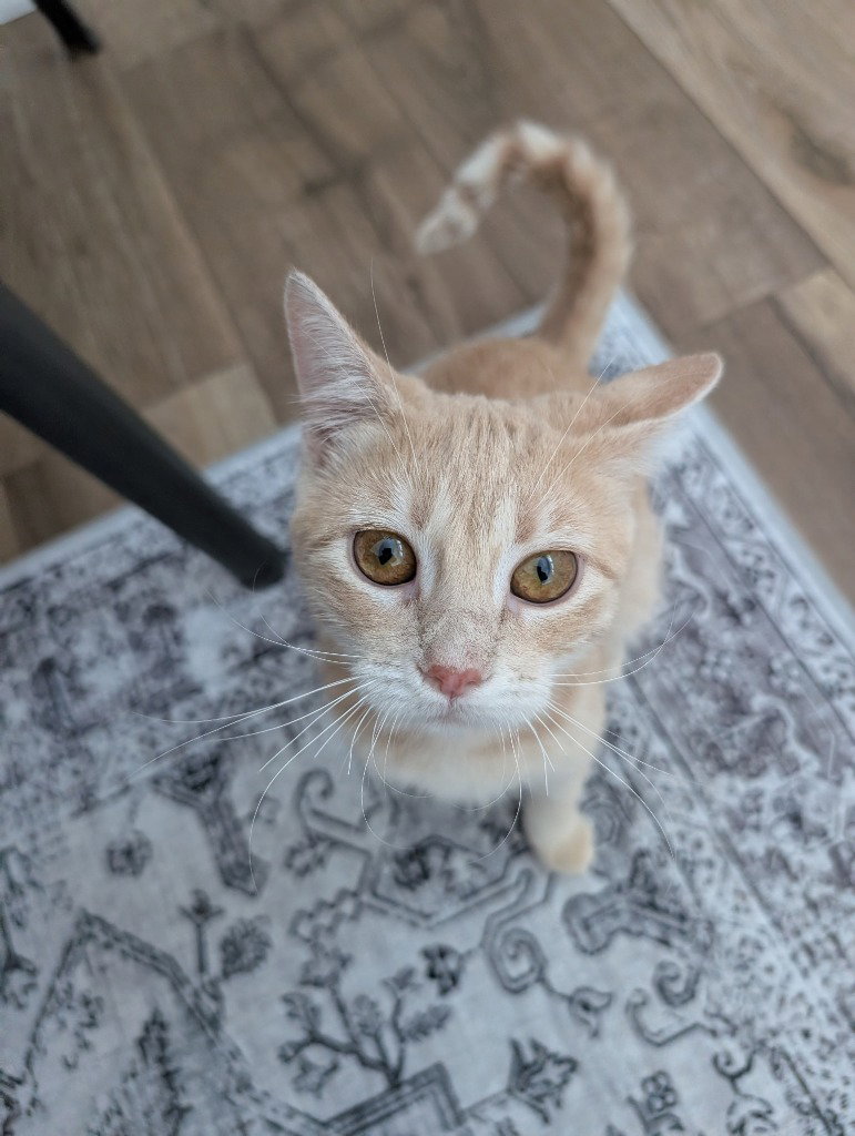 Maple-Pending Adoption Image