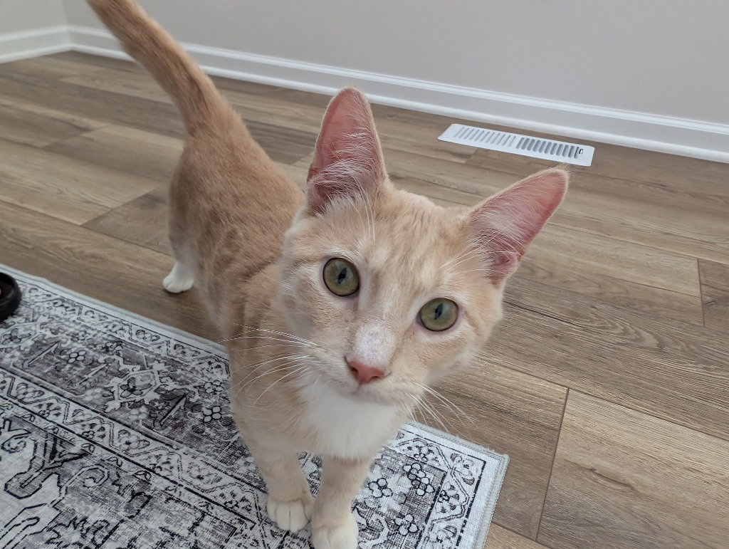 Pumpkin-Pending Adoption Image