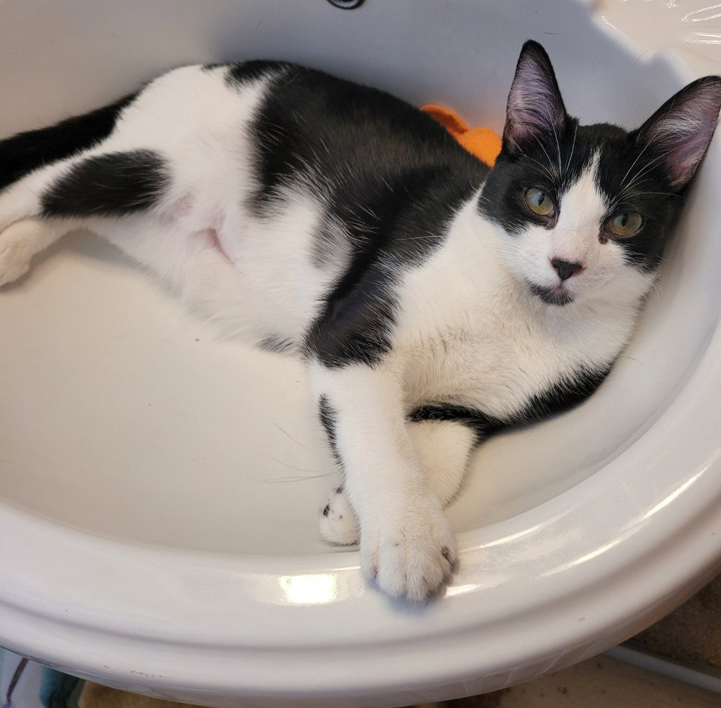Zoe Image