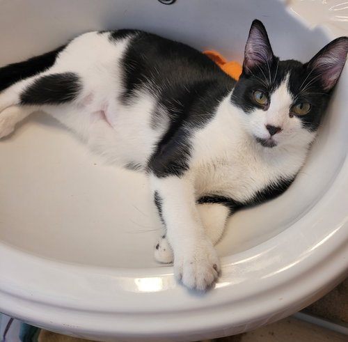 Zoe, Young Domestic Short Hair / Mixed, cat for adoption in Lakeville, Minnesota