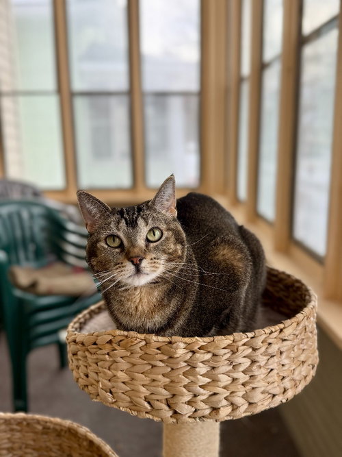 Alexis-Pending Adoption, Adult Abyssinian, cat for adoption in Lakeville, Minnesota