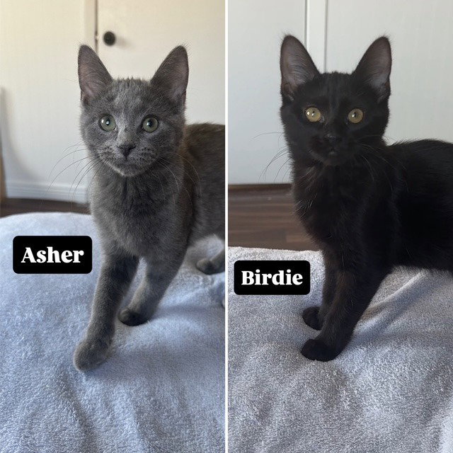 Asher / Birdie Image