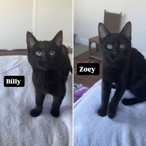 Billy / Zoey, Baby Domestic Short Hair / Mixed, cat for adoption in Lakeville, Minnesota