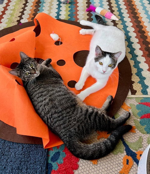 Jenga / Taboo, an adoptable Domestic Short Hair in St. Paul, MN