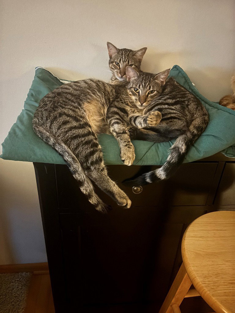 Peanut / Ollie