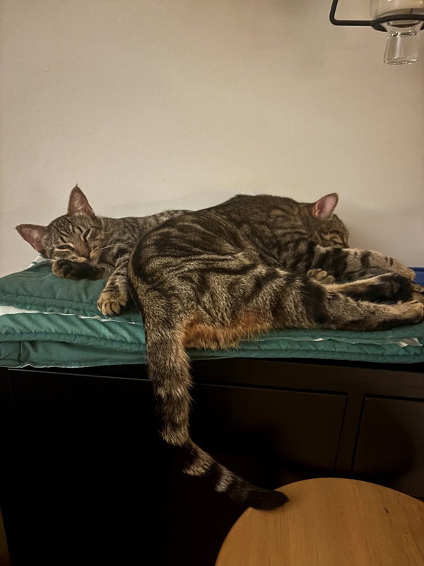Peanut / Ollie