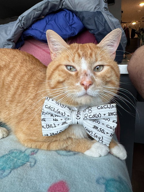 Diablo - Pending Adoption, Young Domestic Short Hair / Mixed, cat for adoption in Lakeville, Minnesota