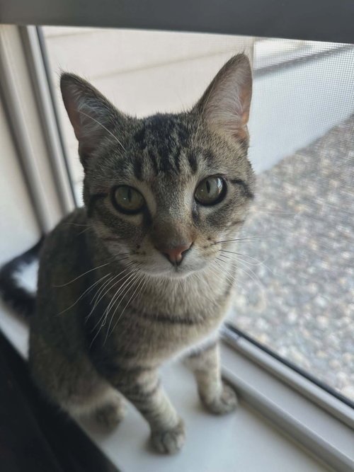Joey, an adoptable Domestic Short Hair in St. Paul, MN
