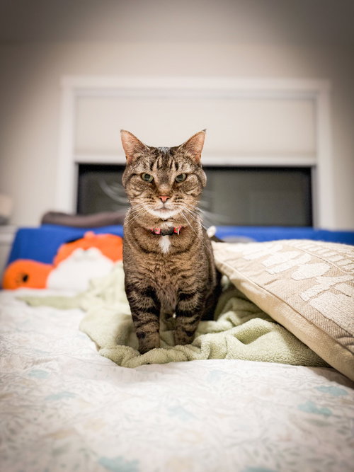 Ellen, an adoptable Domestic Short Hair in St. Paul, MN