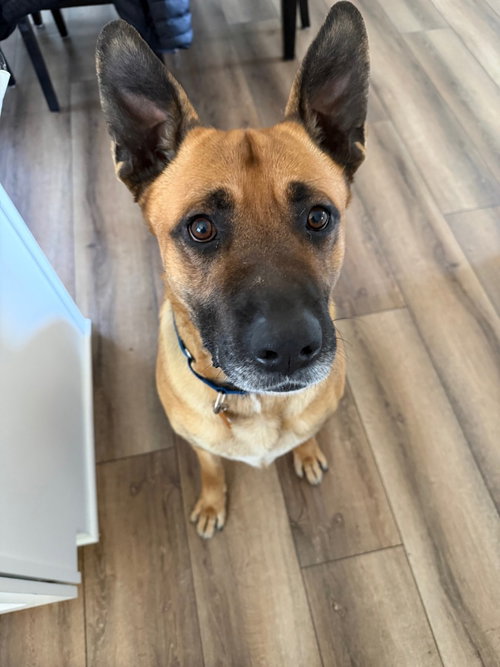 Max (FKA Vance), an adoptable German Shepherd Dog in St. Paul, MN