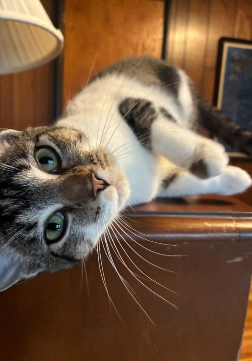MaryLynn, an adoptable Domestic Short Hair in St. Paul, MN