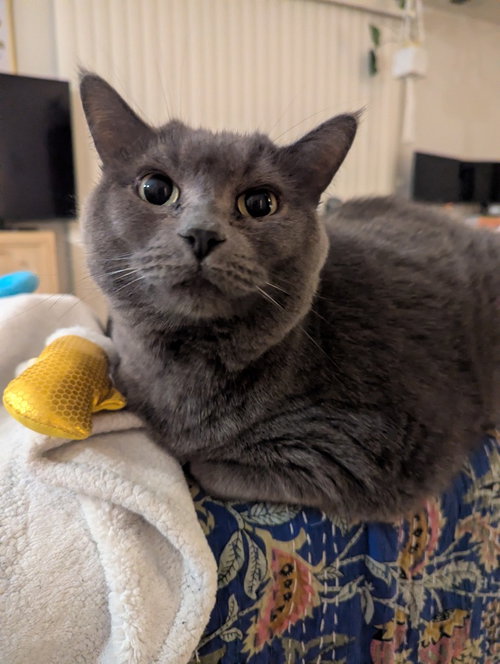 T-STORM - Domestic Short Hair available for adoption