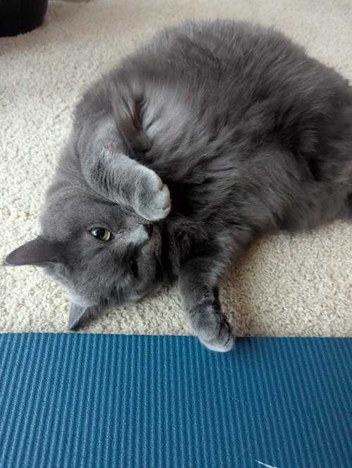 T-STORM - Domestic Short Hair available for adoption