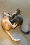 Sonny / Cher - Photo 2