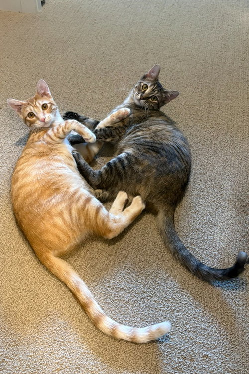 SONNY / CHER - Domestic Short Hair available for adoption