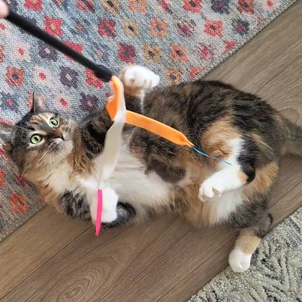 Sahara