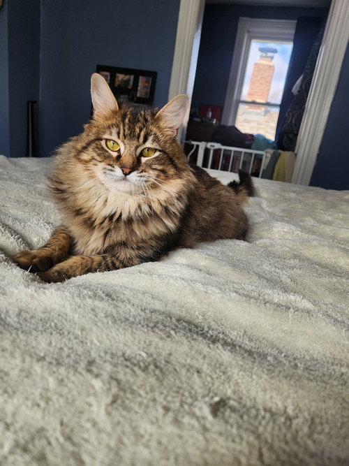 HORATIO - Domestic Medium Hair available for adoption