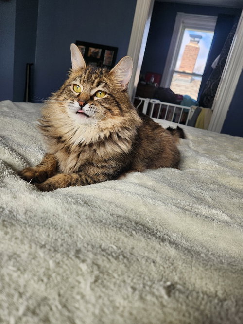 HORATIO - Domestic Medium Hair available for adoption