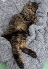 Horatio - Photo 3