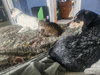 Horatio - Photo 4