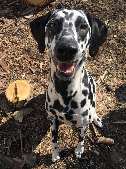 Bella, an adoptable Dalmatian in St. Paul, MN
