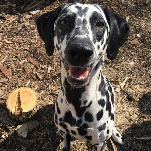 Bella