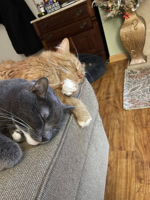 Tobi - Pending Adoption / Milo - Pending Adoption, Adult Domestic Medium Hair / Mixed, cat for adoption in Lakeville, Minnesota