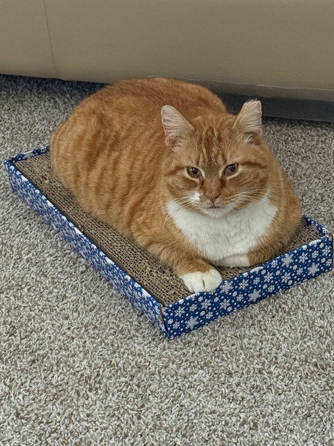 Boots-No longer accepting apps, Adult Domestic Short Hair / Mixed, cat for adoption in Lakeville, Minnesota