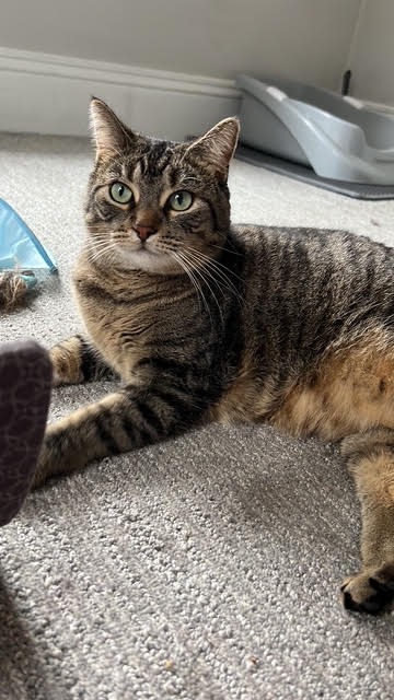 Mommy, Adult Domestic Short Hair / Mixed, cat for adoption in Lakeville, Minnesota