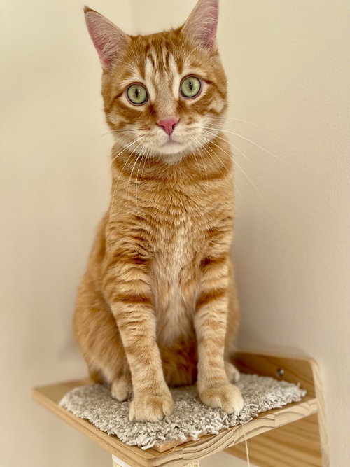 Buddy, Adult Domestic Short Hair / Mixed, cat for adoption in Lakeville, Minnesota