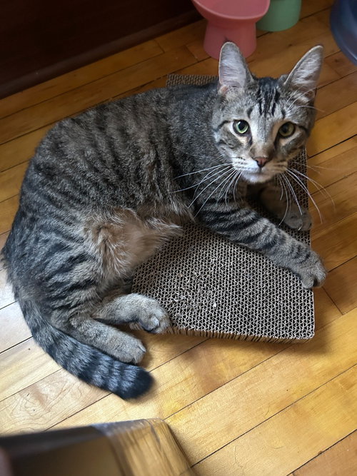 Benedict, Young Domestic Short Hair / Mixed, cat for adoption in Lakeville, Minnesota