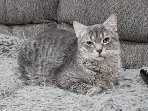 Cupid, Young Domestic Short Hair / Mixed, cat for adoption in Lakeville, Minnesota