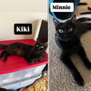 Kiki / Minnie - Photo 1