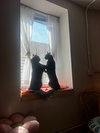 Kiki / Minnie - Photo 2