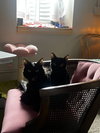 Kiki / Minnie - Photo 3