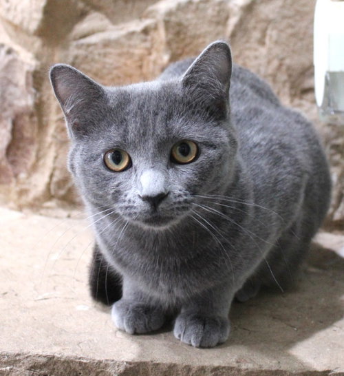 Love Bug, Young Domestic Short Hair / Mixed, cat for adoption in Lakeville, Minnesota