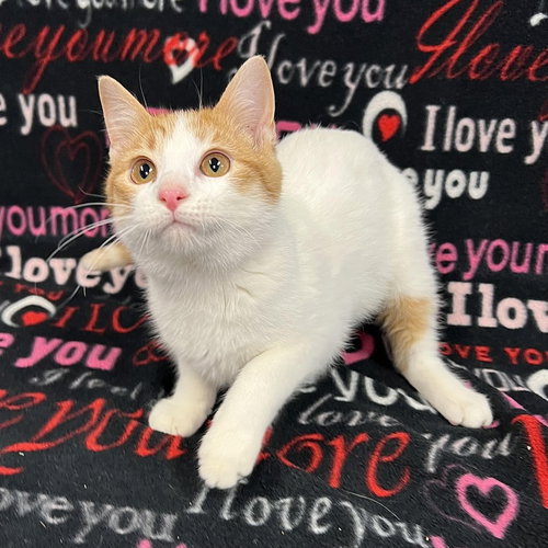 Odie, Young Domestic Short Hair / Mixed, cat for adoption in Lakeville, Minnesota