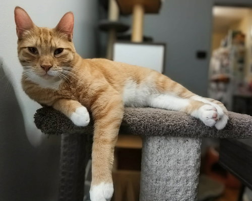 Oliver, Young Domestic Short Hair / Mixed, cat for adoption in Lakeville, Minnesota