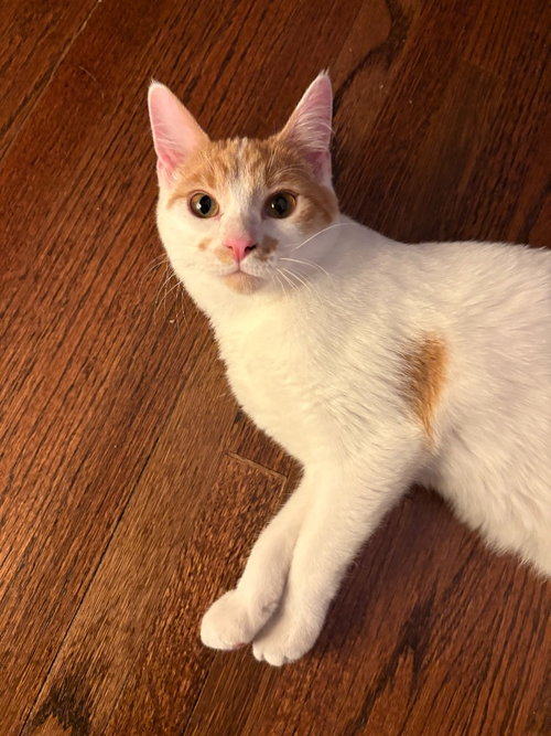 Penelope, Young Domestic Short Hair / Mixed, cat for adoption in Lakeville, Minnesota