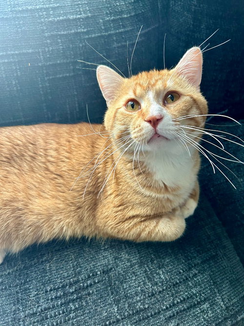 Simba, Adult Domestic Short Hair / Mixed, cat for adoption in Lakeville, Minnesota