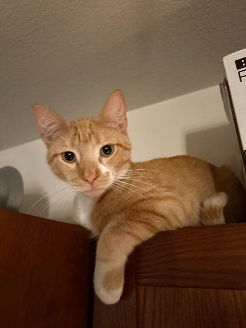 Goose - No Longer Accepting Applications, Adult Domestic Short Hair / Mixed, cat for adoption in Lakeville, Minnesota