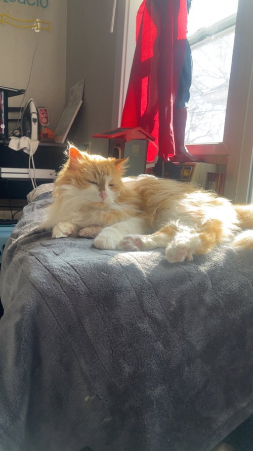 Marigold, Senior Domestic Long Hair / Mixed, cat for adoption in Lakeville, Minnesota