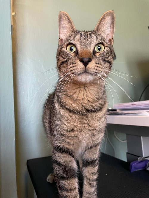 Pinecone, Adult Domestic Short Hair / Mixed, cat for adoption in Lakeville, Minnesota
