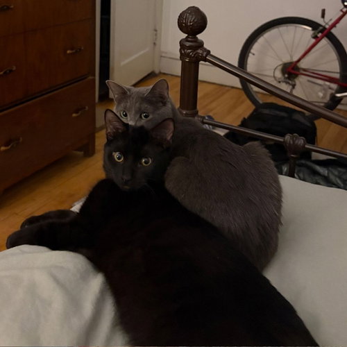 Jelly / Biscuits, Young Domestic Short Hair / Mixed, cat for adoption in Lakeville, Minnesota