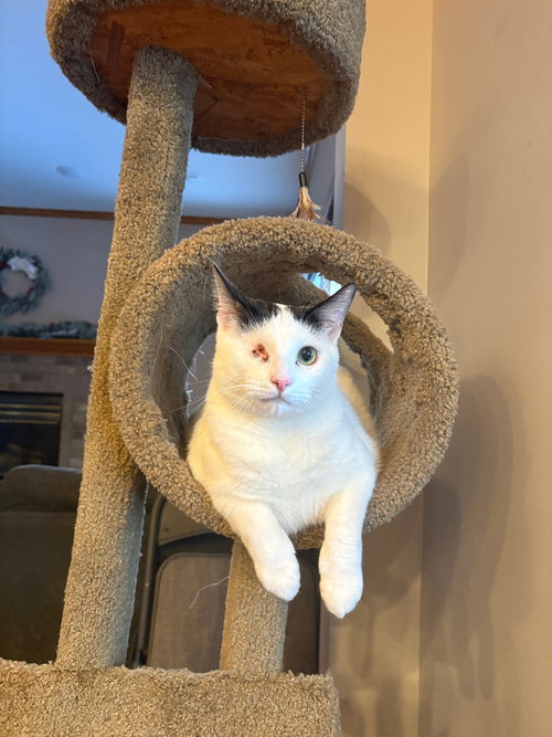 Winkie, Adult Domestic Short Hair / Mixed, cat for adoption in Lakeville, Minnesota