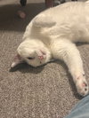 Winkie - Photo 2