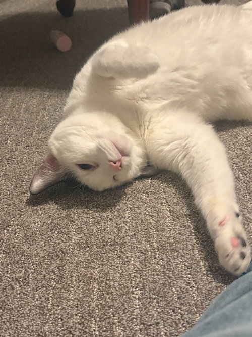 WINKIE - Domestic Short Hair available for adoption
