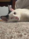 Winkie - Photo 4