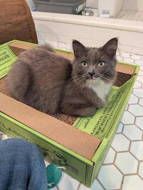 Greyson (Special Needs), Young Domestic Short Hair / Mixed, cat for adoption in Lakeville, Minnesota