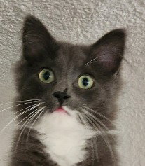 Greyson (Special Needs)